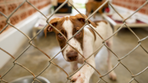 Check out our blog about Cal/OSHA Fines Animal Shelter $563K Over Employee Safety Failures
