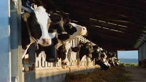 Washington Dairy Worker Workers' Comp Scam