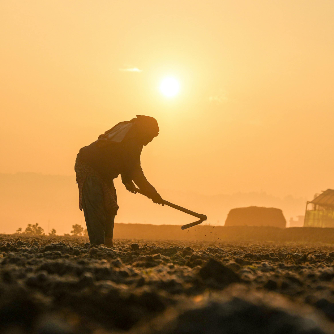 Compensation Fraud Investigation Advances in Ventura Farm Labor Payroll Underreporting Case